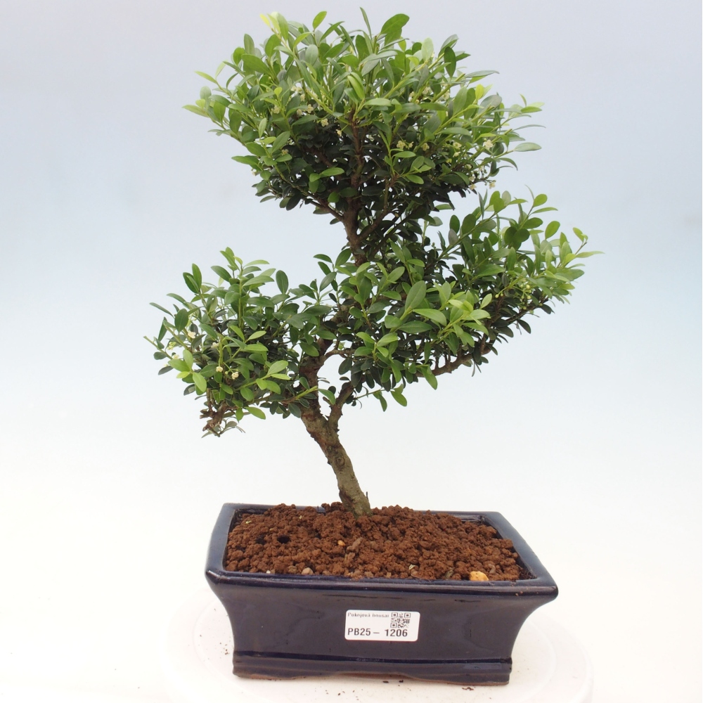 Izbová bonsai - Ilex crenata - Cezmína