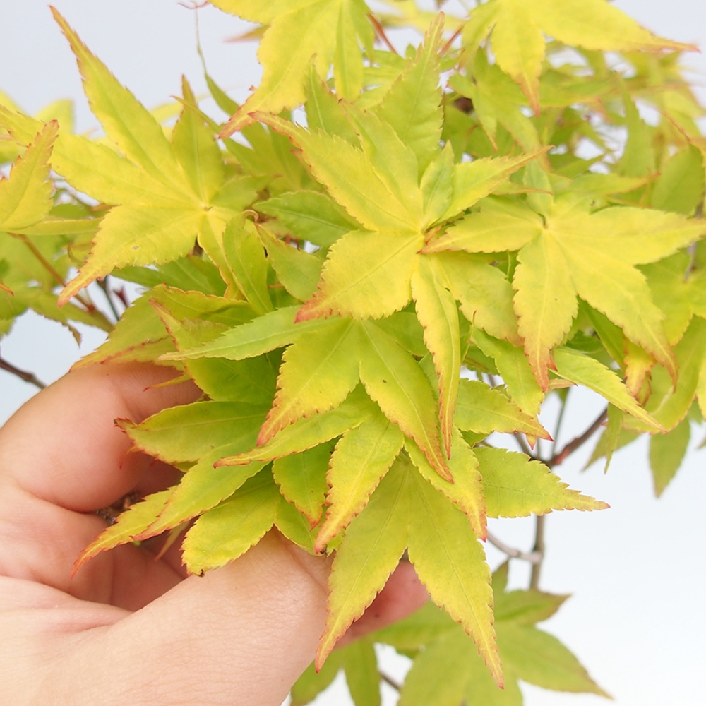 Vonkajšia bonsaj -Javorská zlatá palma - Acer palmatum Aureum v nádobe