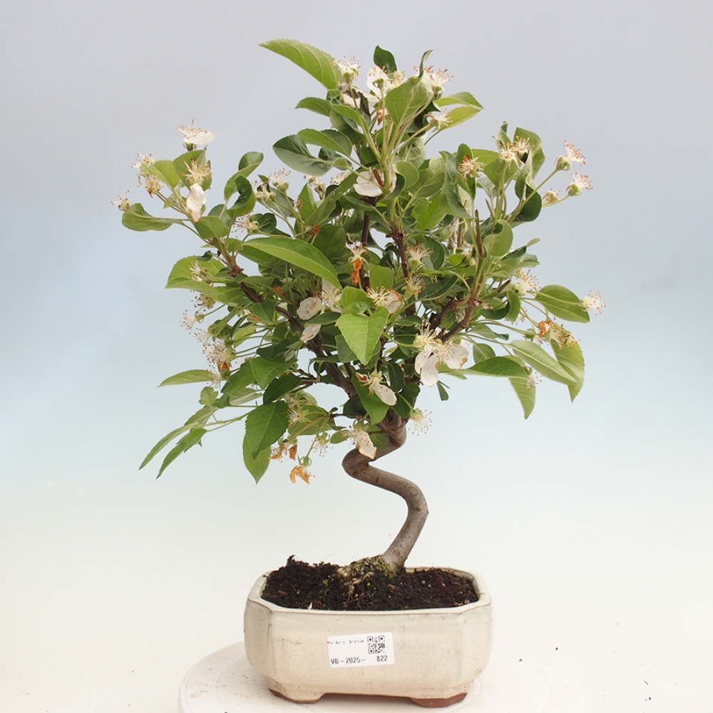 Vonkajší bonsai -Malus halliana - Maloplodá jabloň
