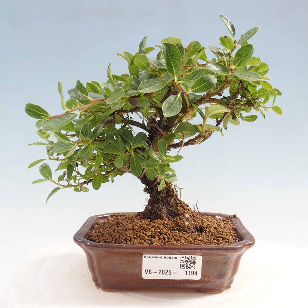 Vonkajší bonsai - Cotoneaster horizontalis - Skalník