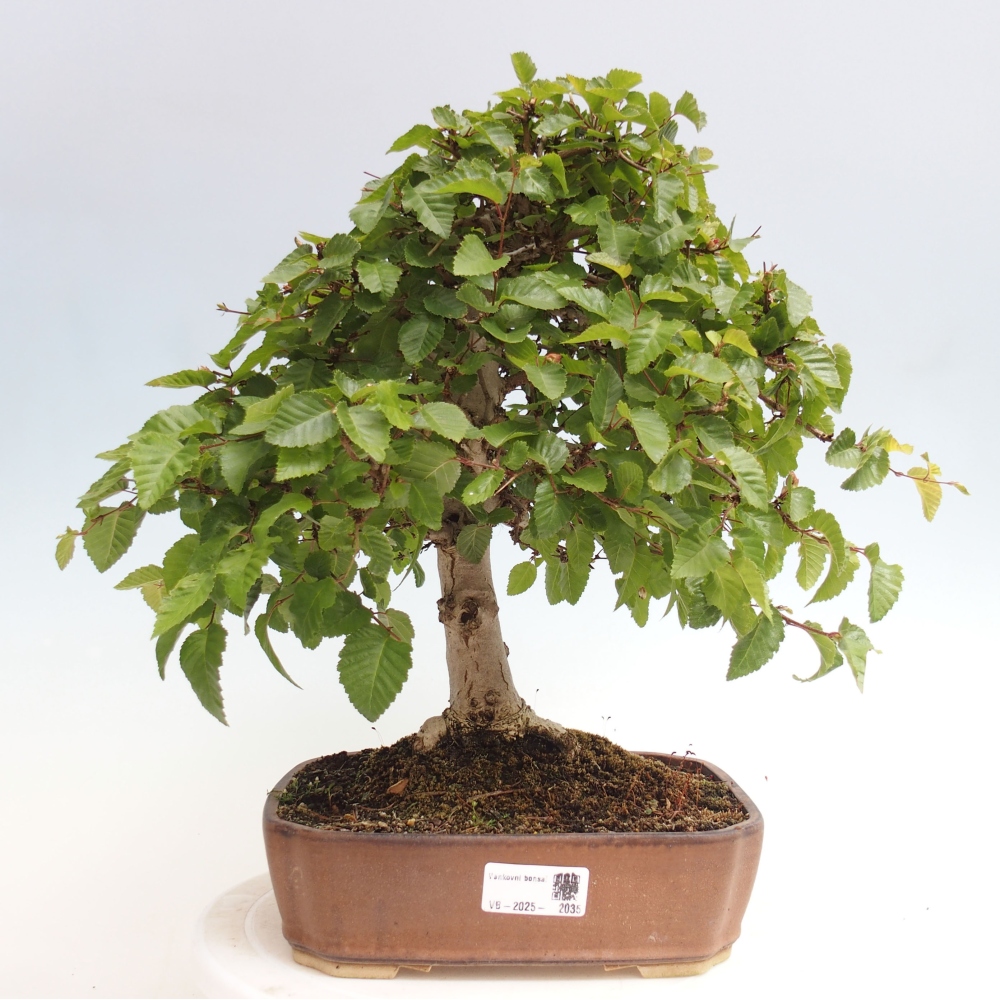Vonkajší bonsai -Carpinus CARPINOIDES - Hrab kórejský