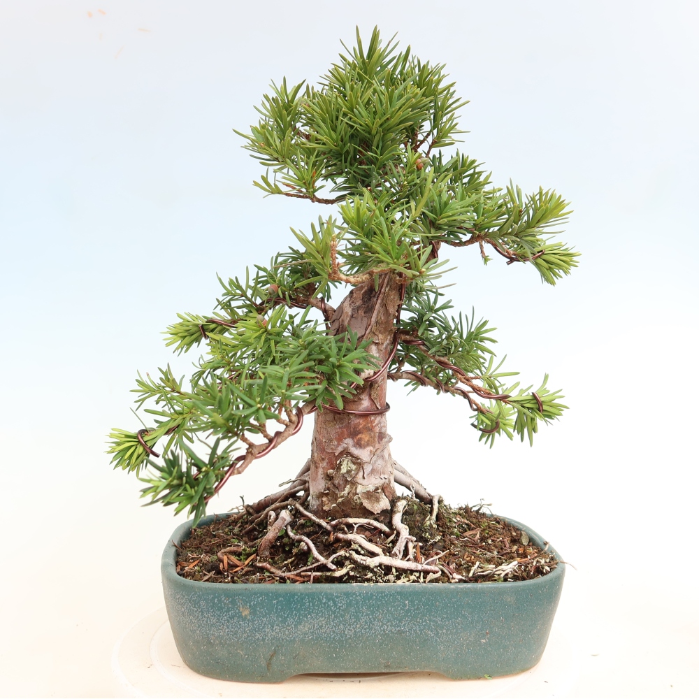 Vonkajší bonsai – Taxus cuspidata – japonský tis