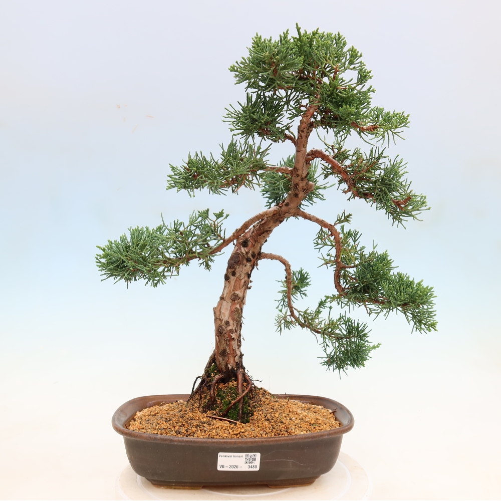 Vonkajší bonsaj - Juniperus chinensis Kishu