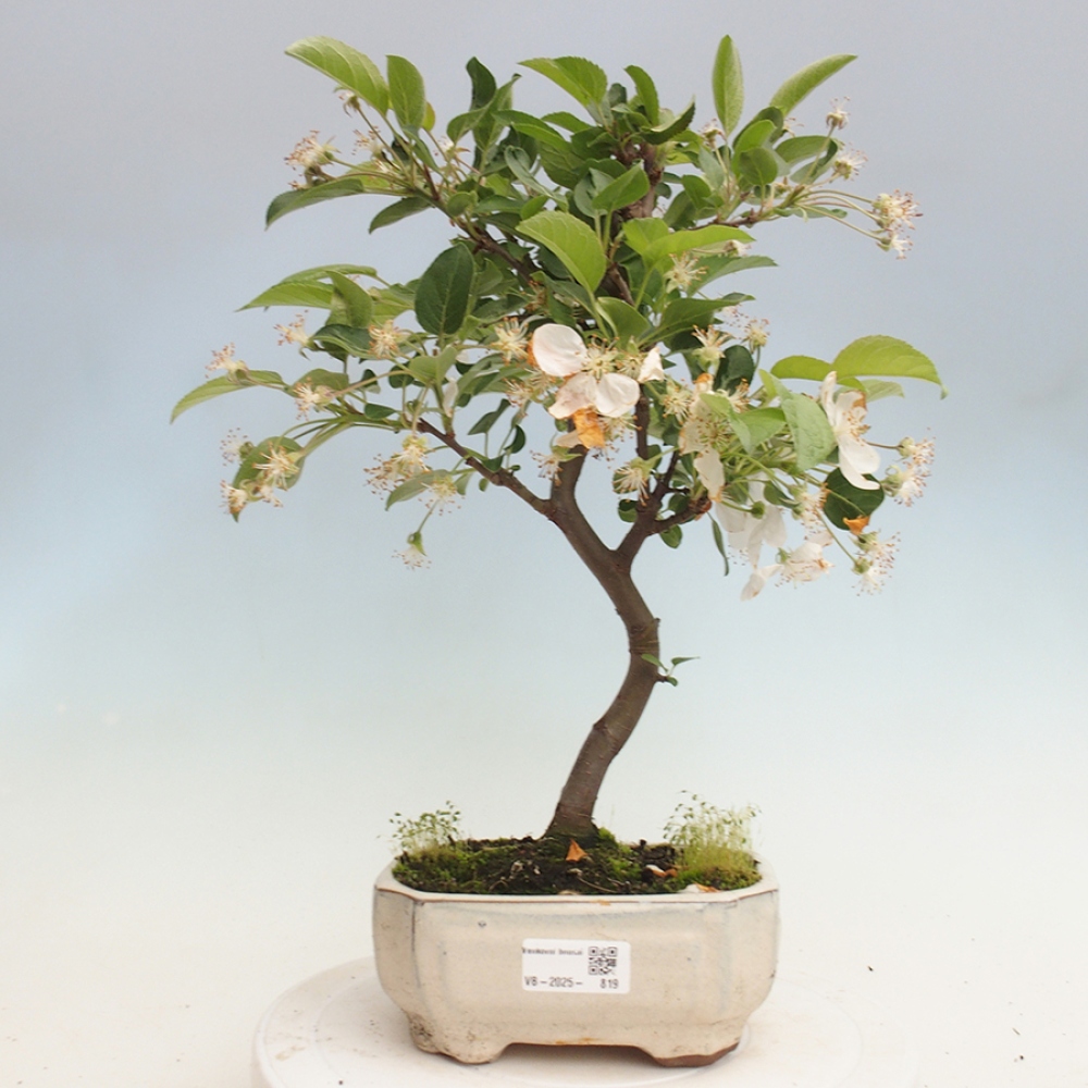 Vonkajší bonsai -Malus halliana - Maloplodá jabloň