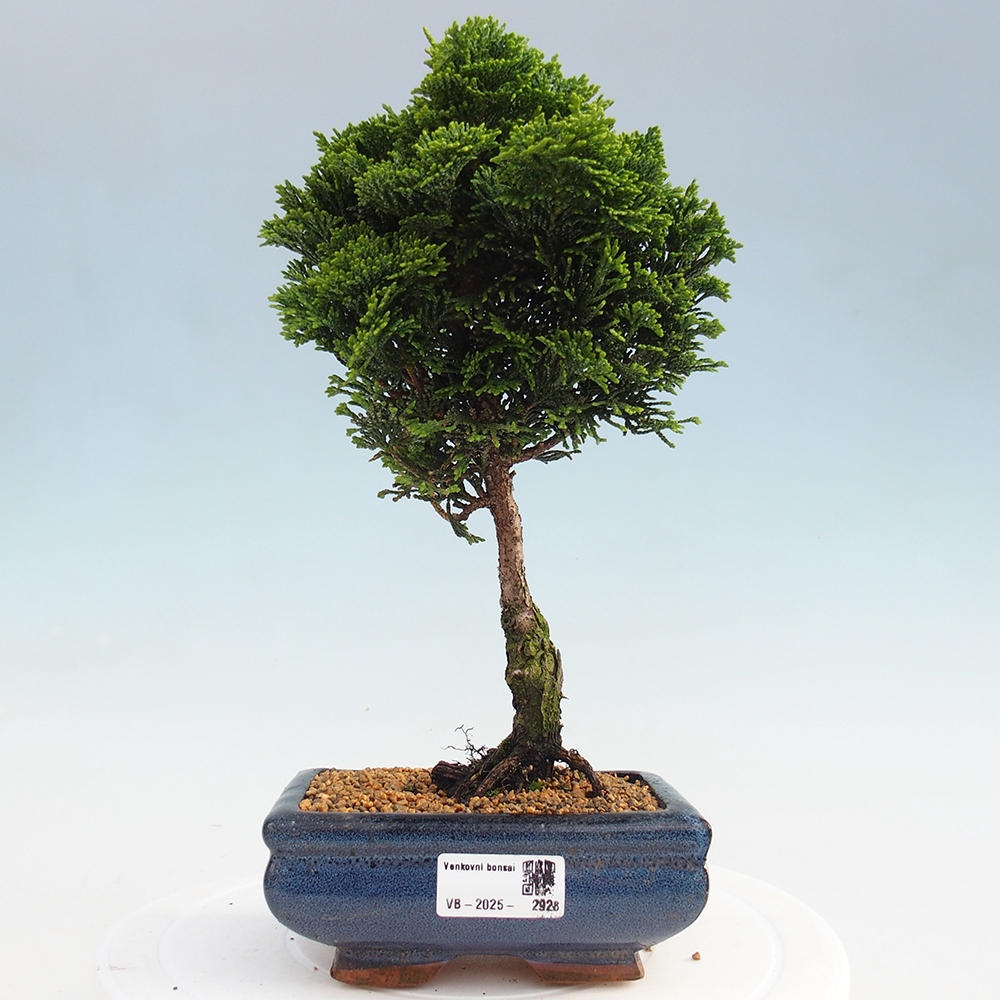 Vonkajšie bonsai - Cham.pis obtusa Nana Gracilis - Cypruštek