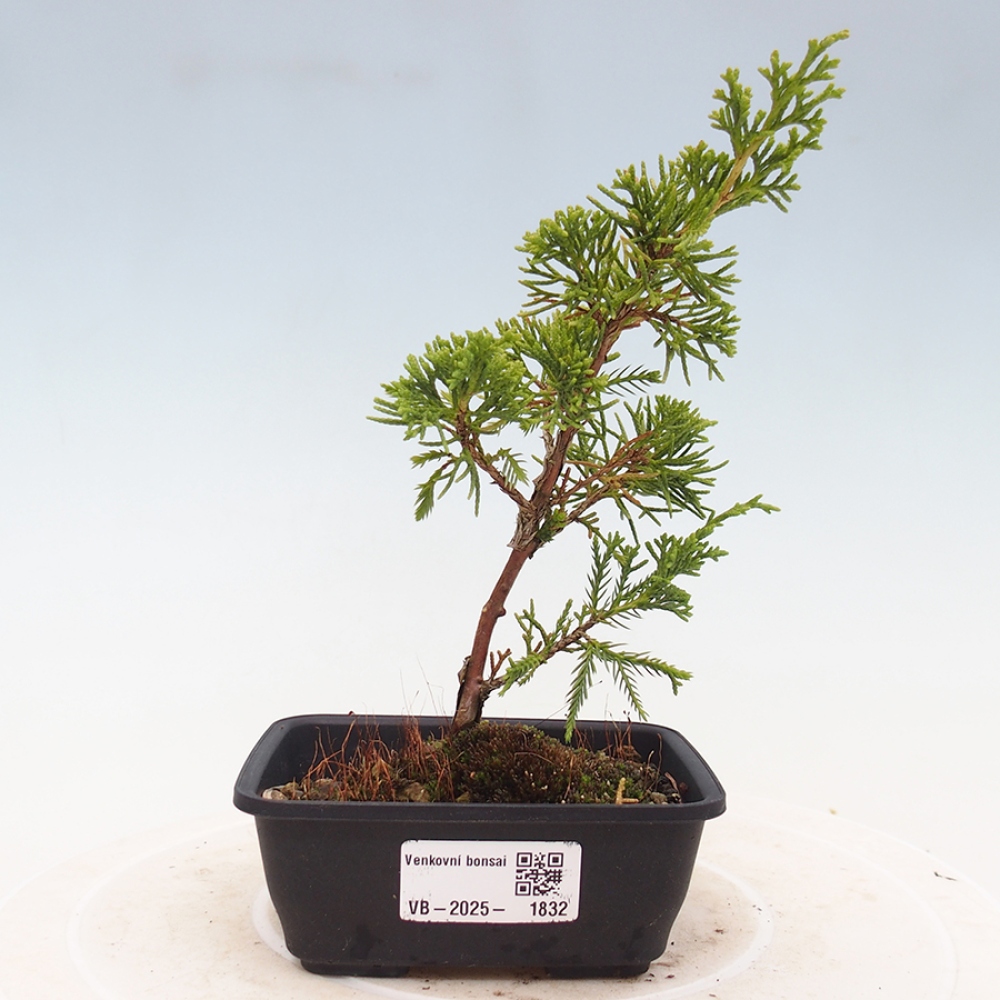Vonkajší bonsai - Juniperus chinensis Itoigawa -Jalovec čínsky