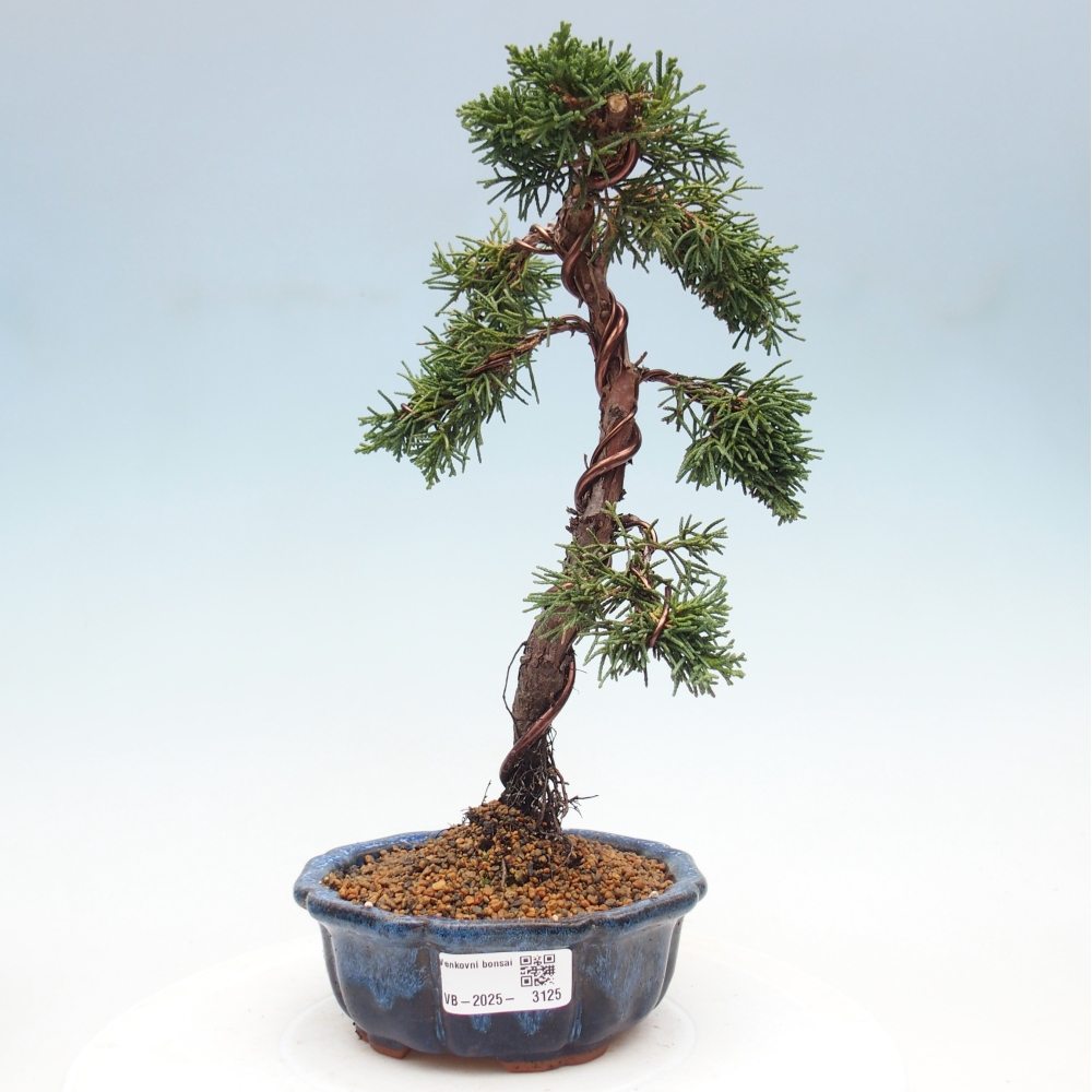 Vonkajší bonsai - Juniperus chinensis Kishu -Jalovec čínsky
