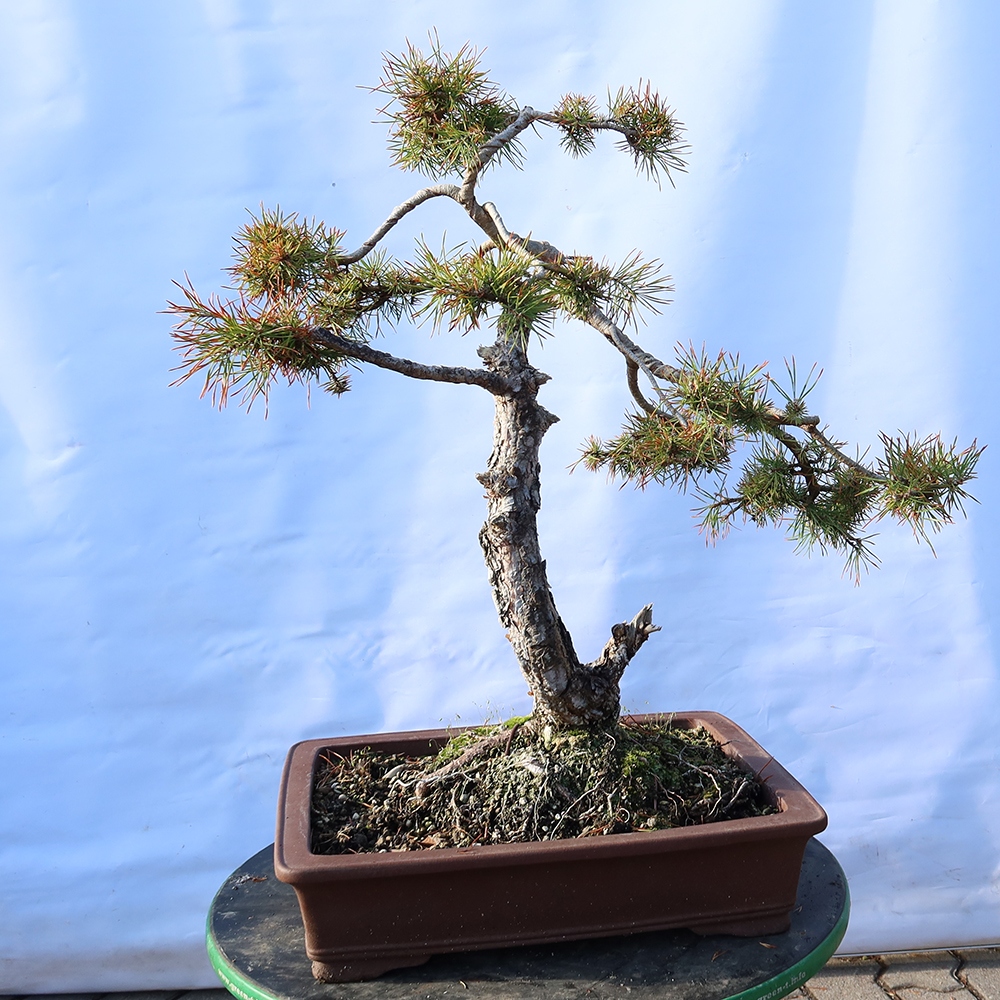 Pinus sylvestris Španielsko – borovica lesná