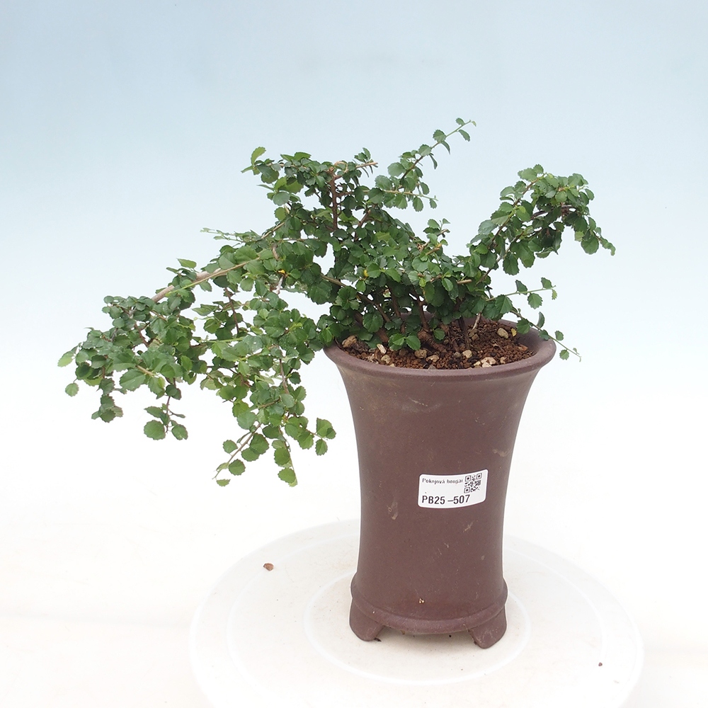 Izbová bonsai - Grewia sp. - Grewie malolistá