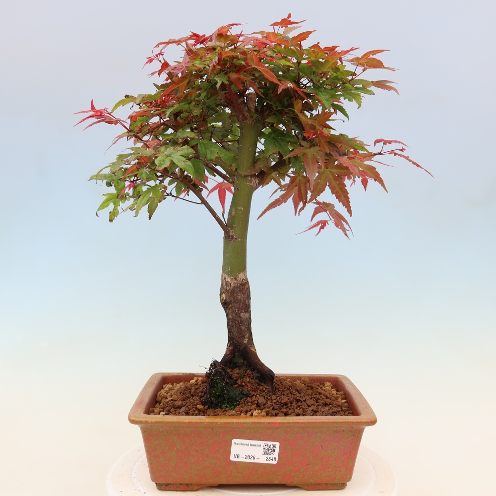 Javor poľný - Acer palmatum Beni Tsukasa