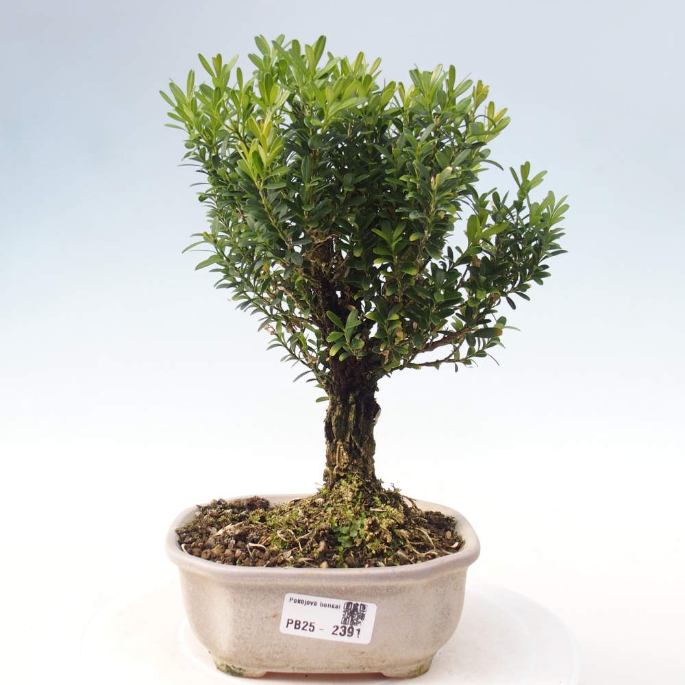 Izbová bonsai - Buxus harlandii - korkový buxus