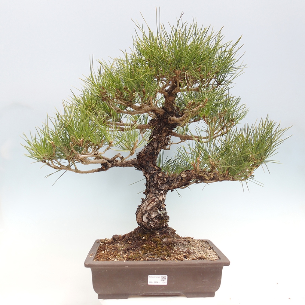 Vonkajšie bonsaje - Pinus thunbergii - borovica Thunbergova