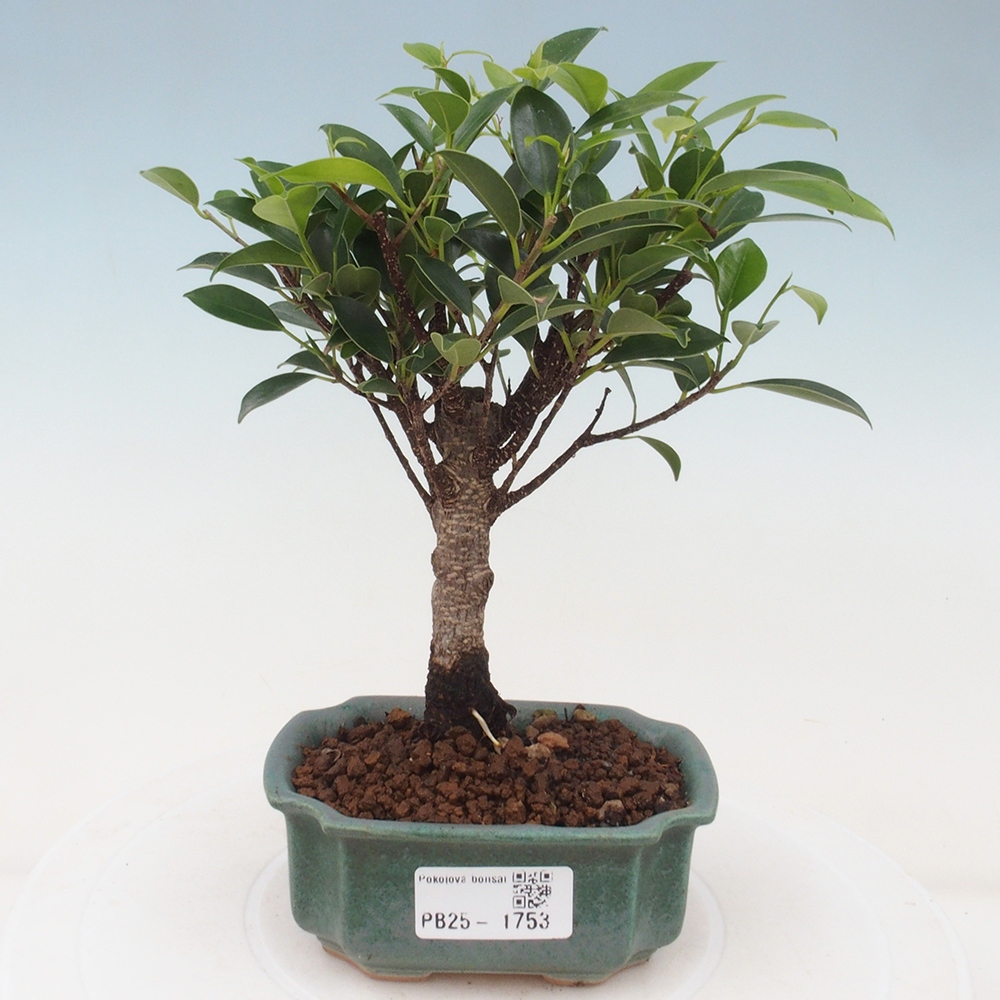 Izbová bonsai - Malolistý fikus - Ficus kimmen