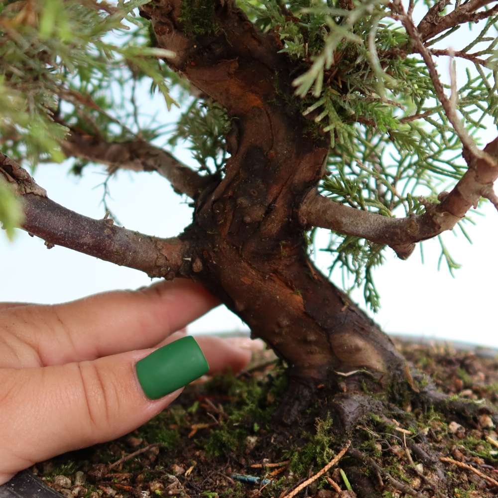 Vonkajší bonsai – Juniperus chinensis Itoigawa – čínsky jalovec