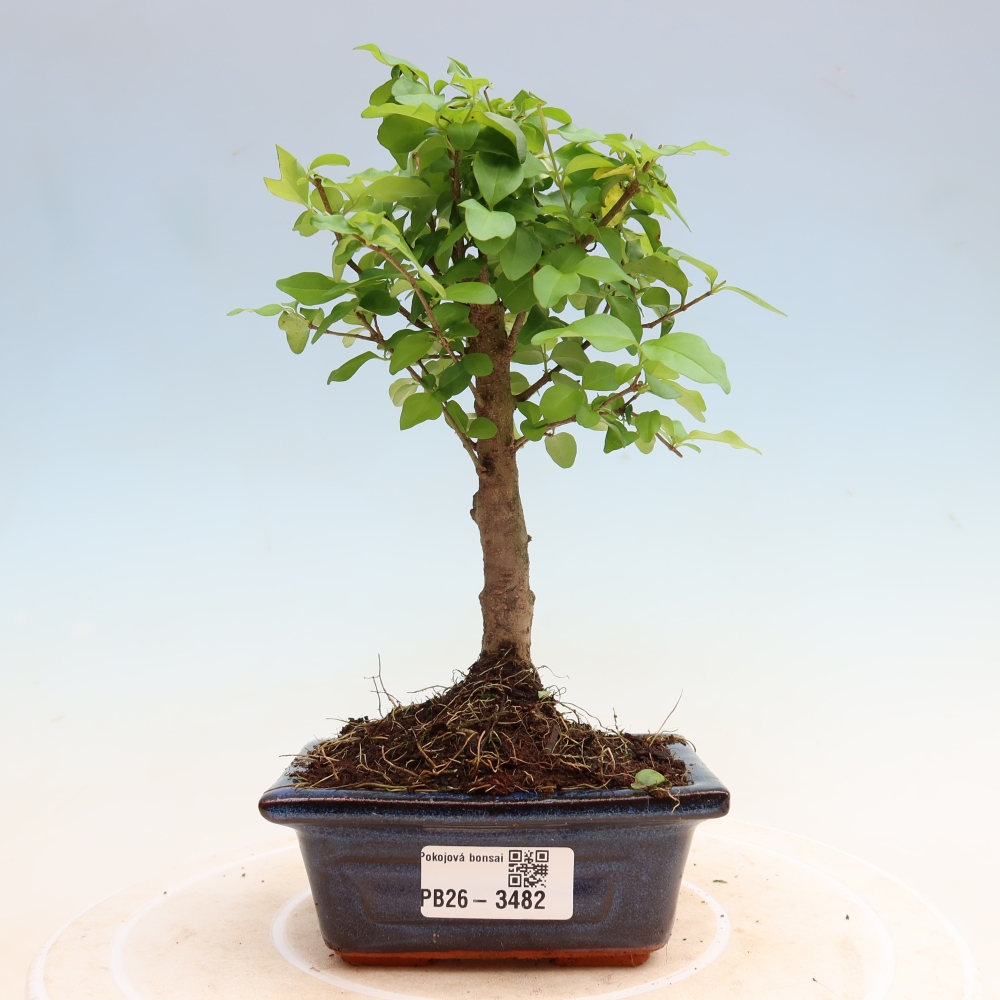 Izbový bonsaj -Ligustrum chinensis - Vtáčí zobák