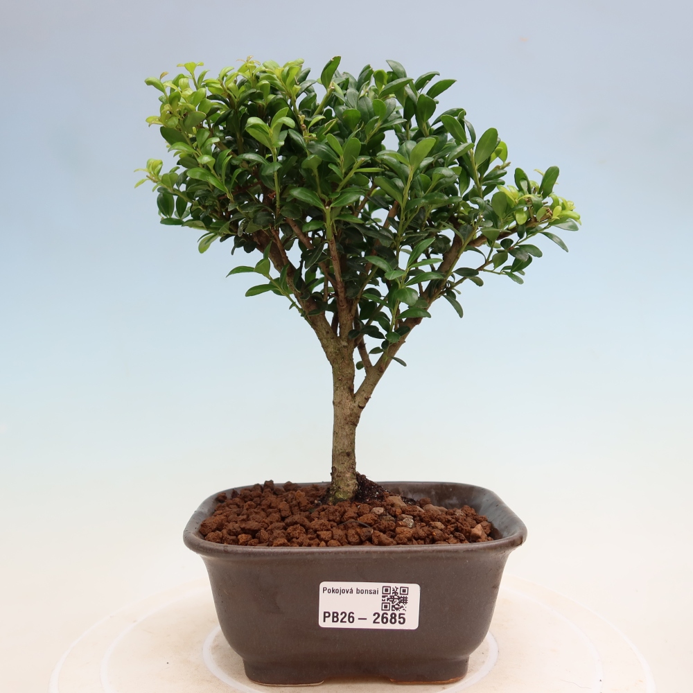 Izbový bonsaj - Ilex crenata - Cesmína