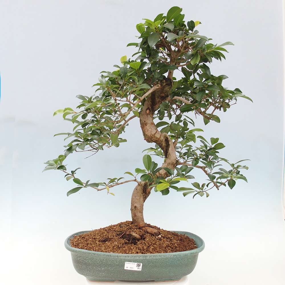 Izbový bonsaj - Austrálska čerešňa - Eugenia uniflora - Iba osobný odber alebo preprava na paletách