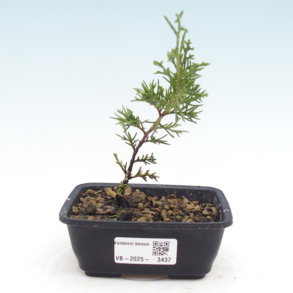 Vonkajší bonsaj - Juniperus chinensis Itoigawa