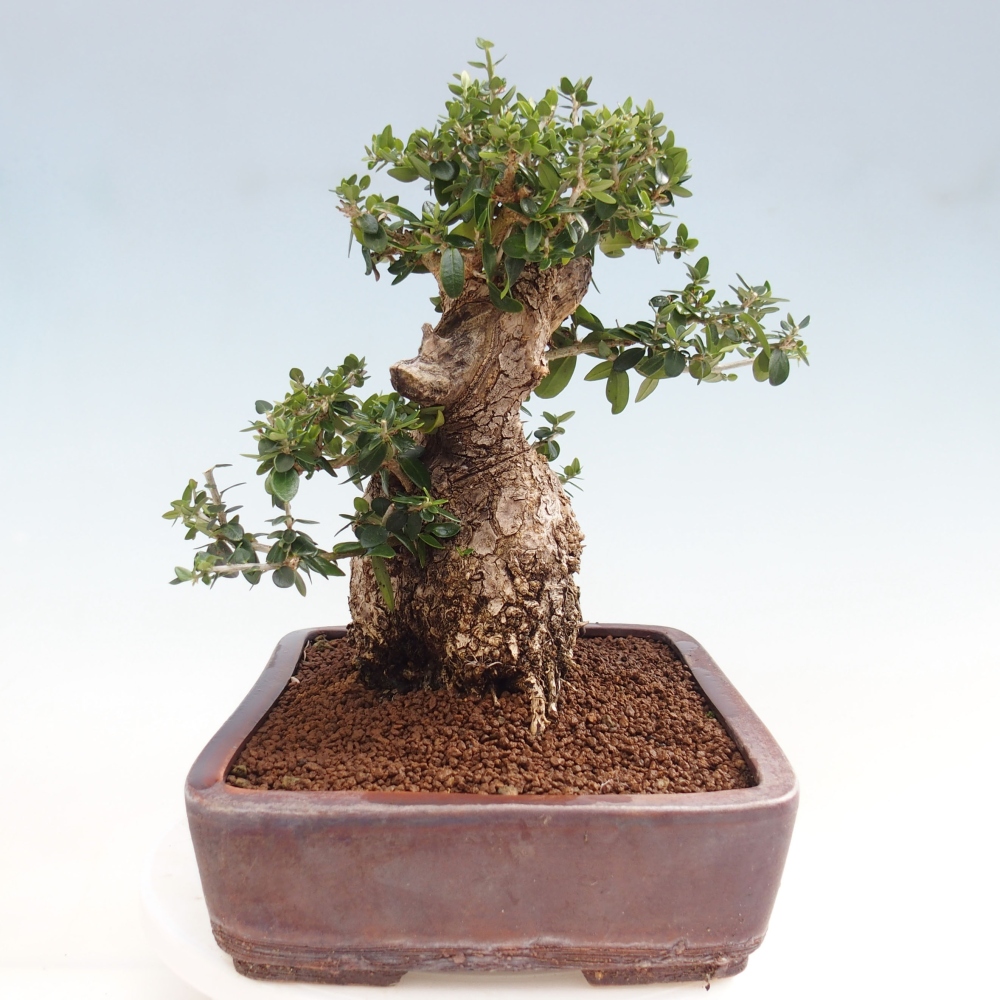 Izbová bonsai - Olea europaea sylvestris -Oliva evropská drobnolistá