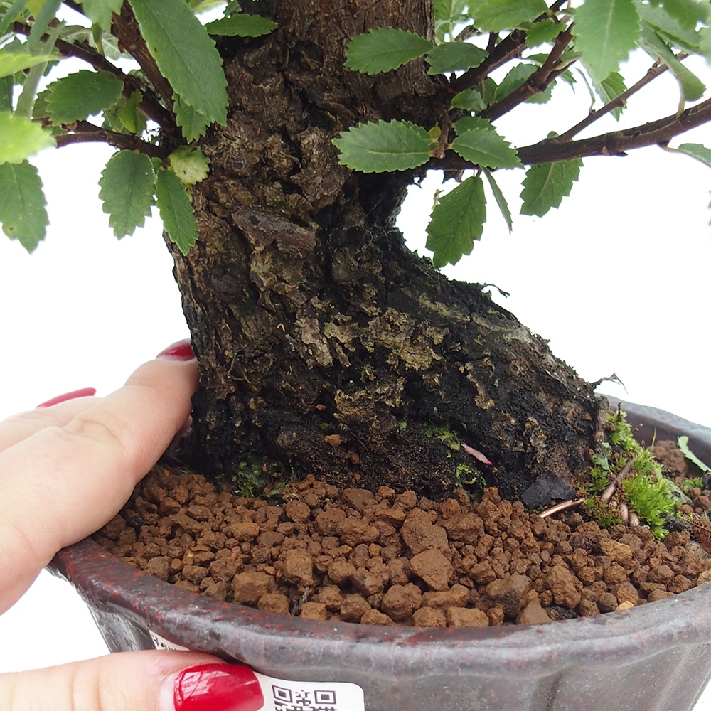 Vonkajšie bonsai - Zelkova - Zelkova serrata