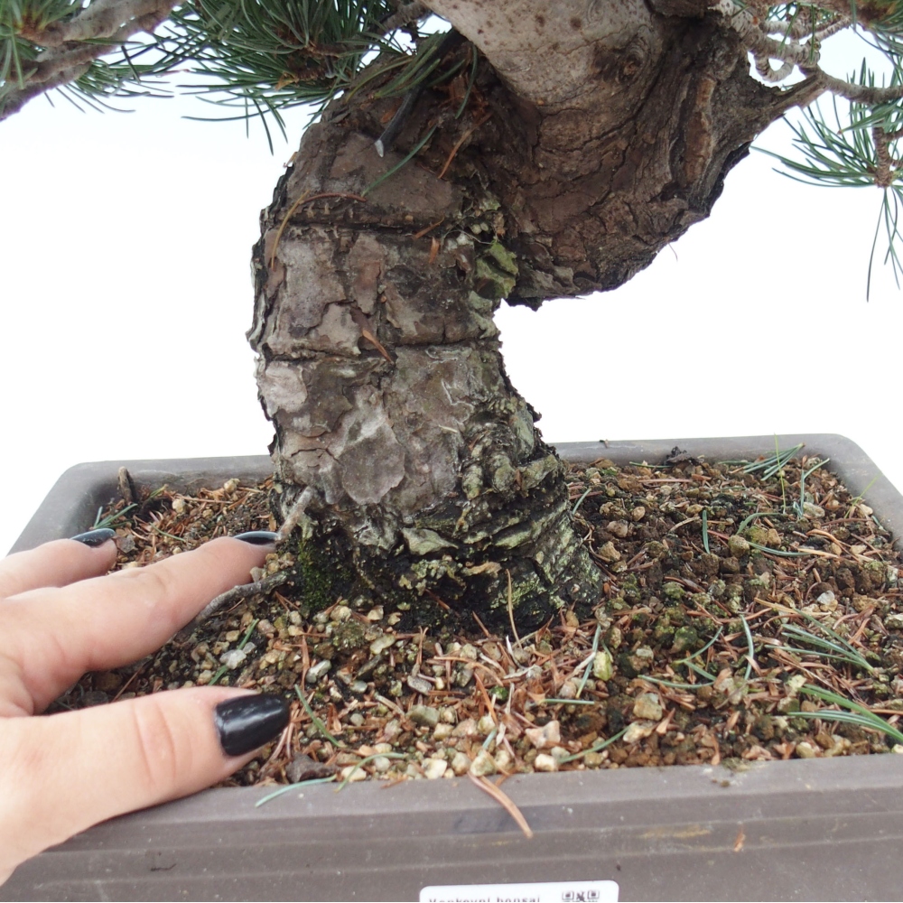 Vonkajšie bonsai - Pinus parviflora - Borovica drobnokvetá