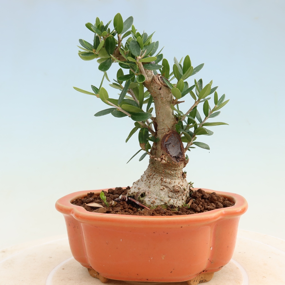 Izbový bonsaj - Olea europaea sylvestris