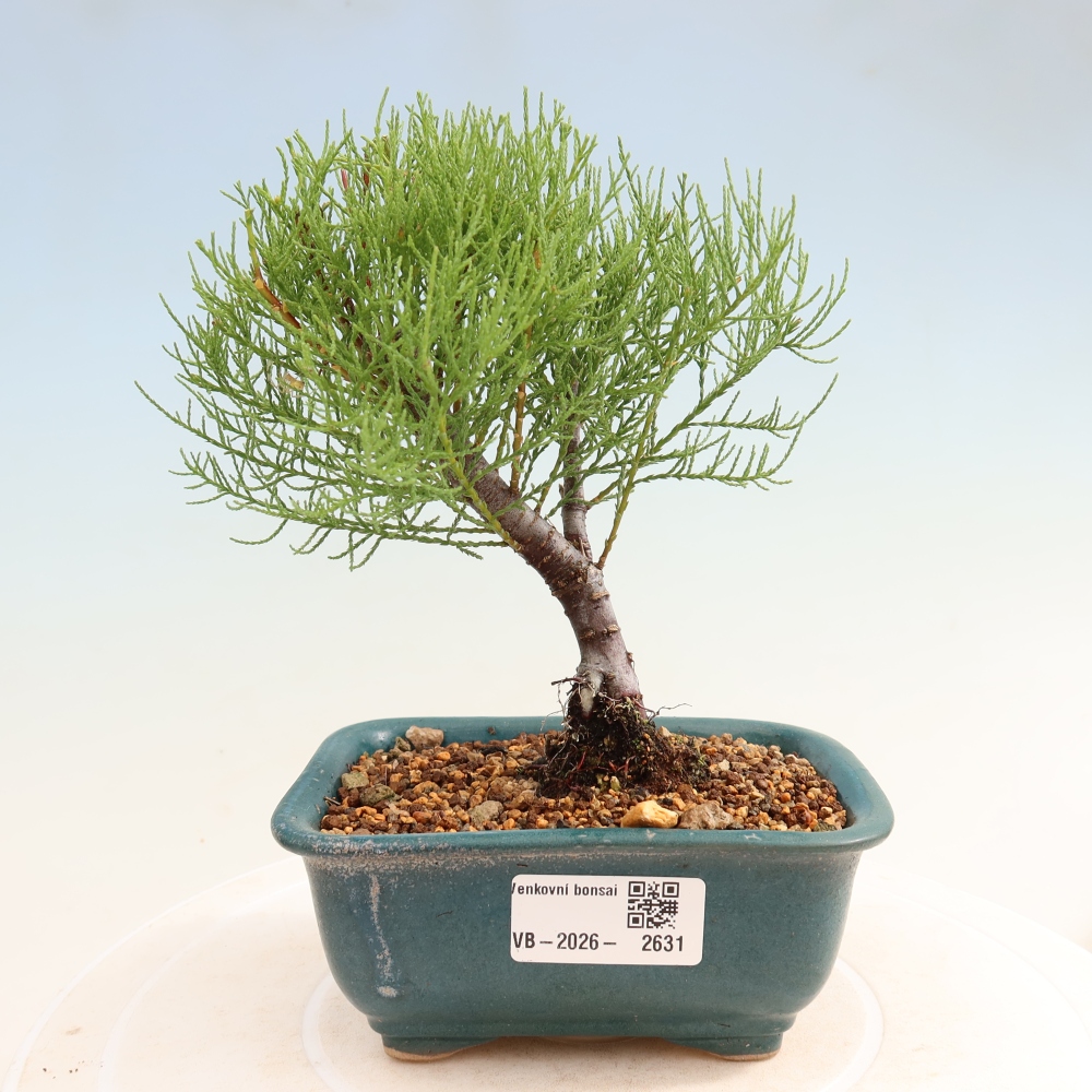 Vonkajšie bonsaje – Tamaryšek – Tamarix