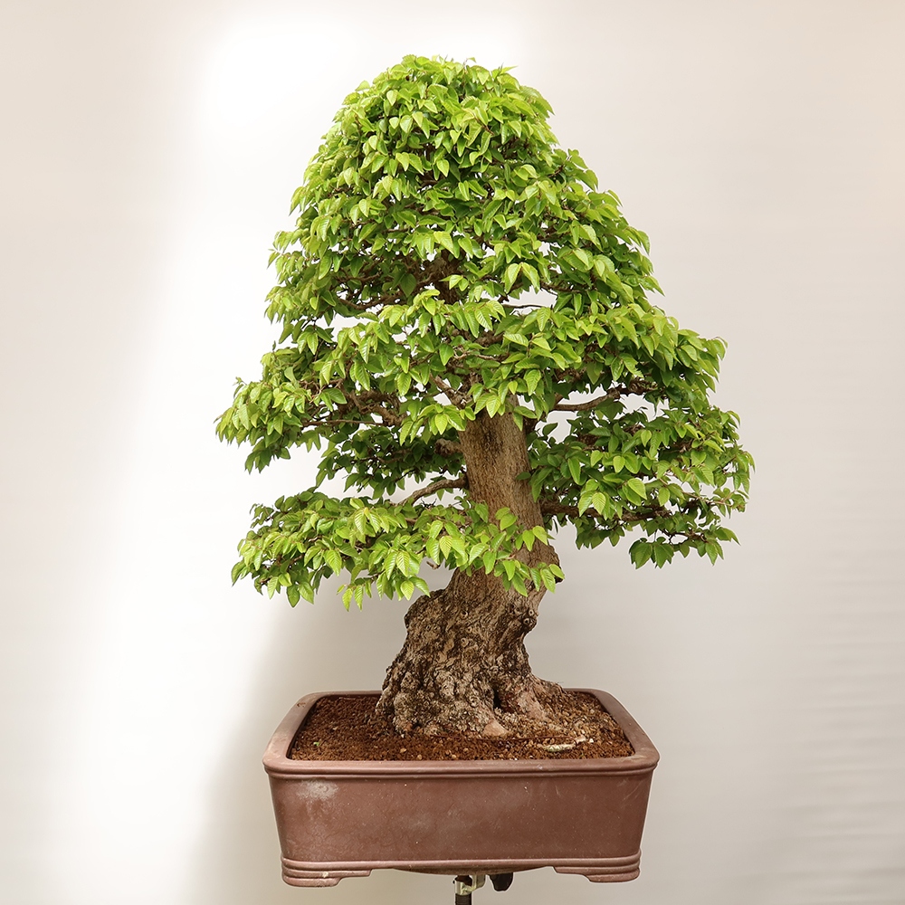 Vonkajší bonsai -Carpinus Coreana - Hrab kórejský