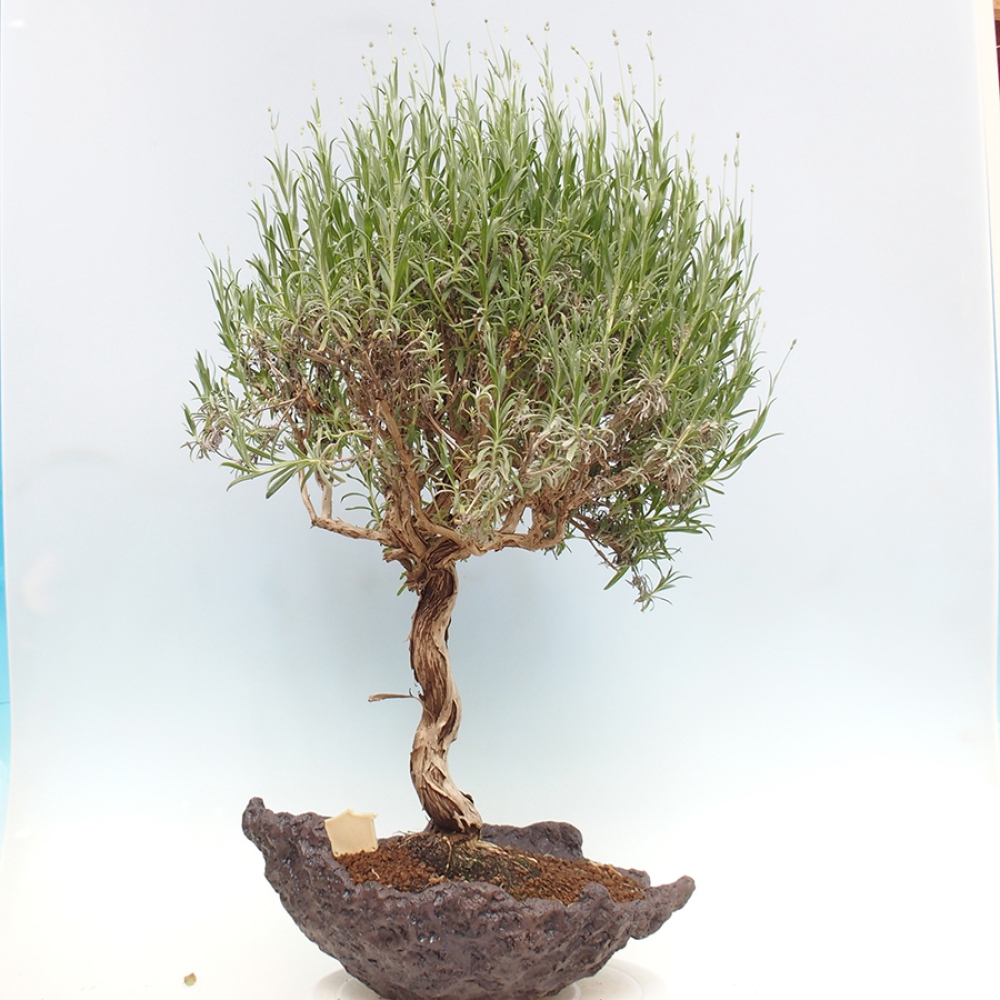 Vonkajšie bonsai -  - Lavandula - Levanduľa