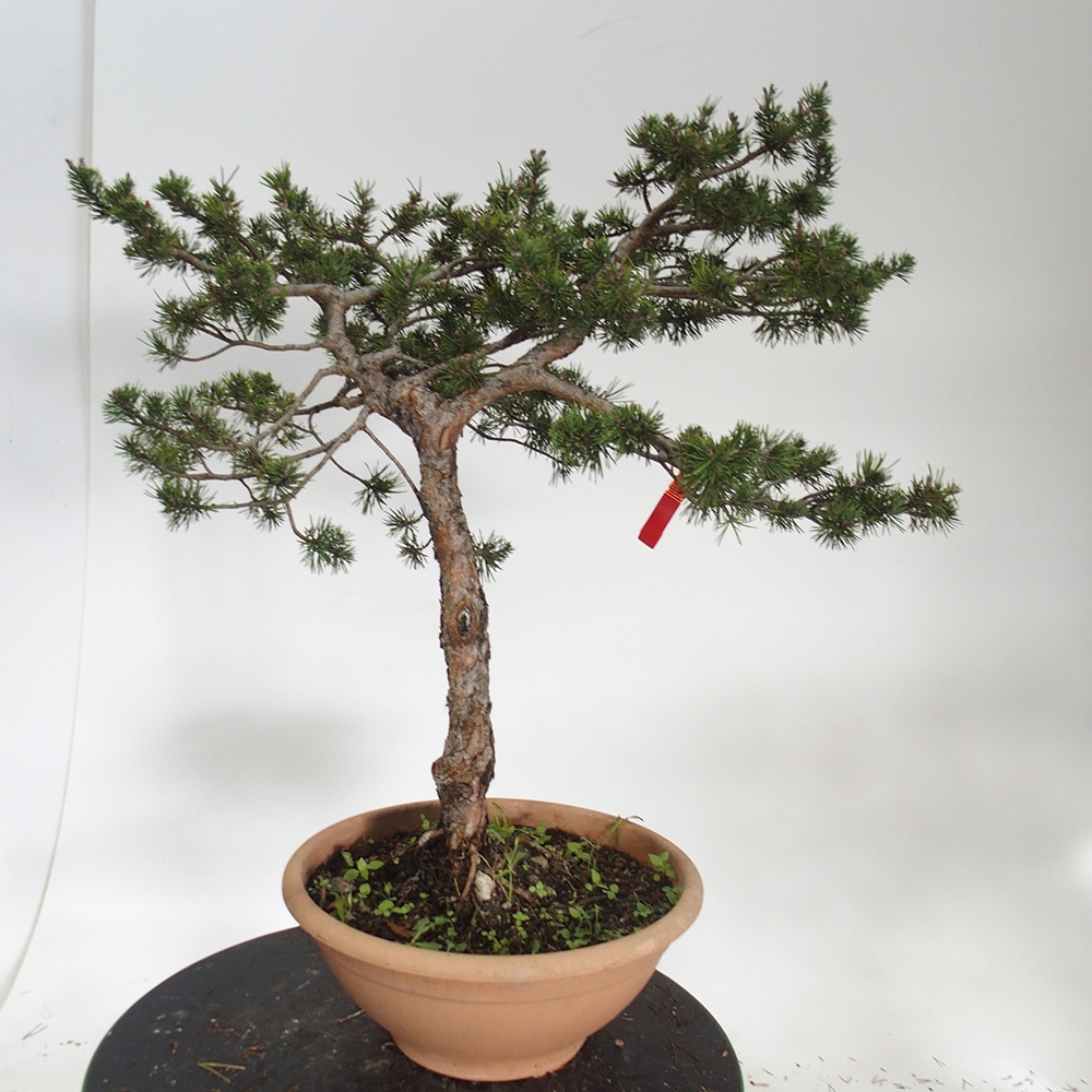 Yamadori - Pinus sylvestris Španielsko