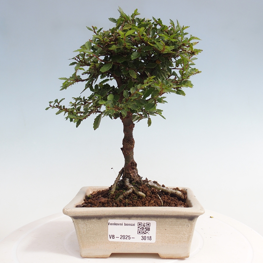Vonkajší bonsai - Ulmus parvifolia Sagei - Malolistý brest