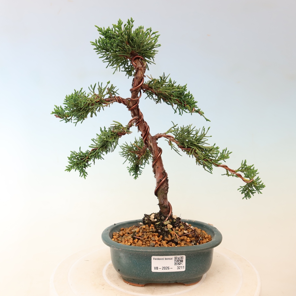 Vonkajší bonsaj - Juniperus chinensis Kishu