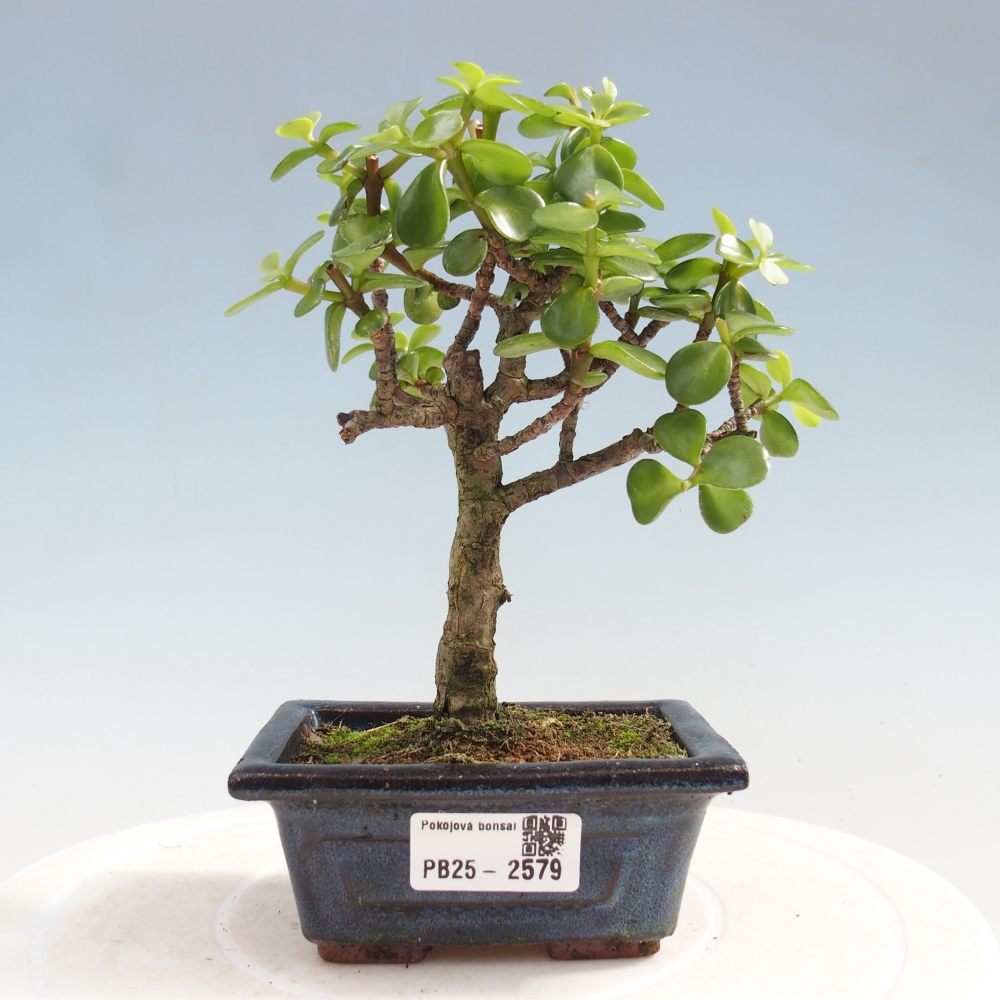 Izbová bonsai - Portulakaria Afra - Tlustice