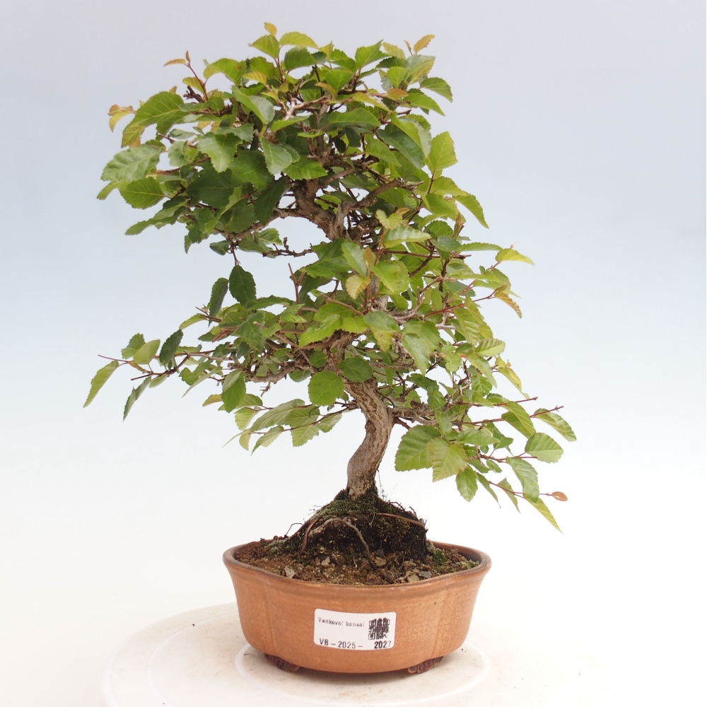 Vonkajší bonsai -Carpinus CARPINOIDES - Hrab kórejský