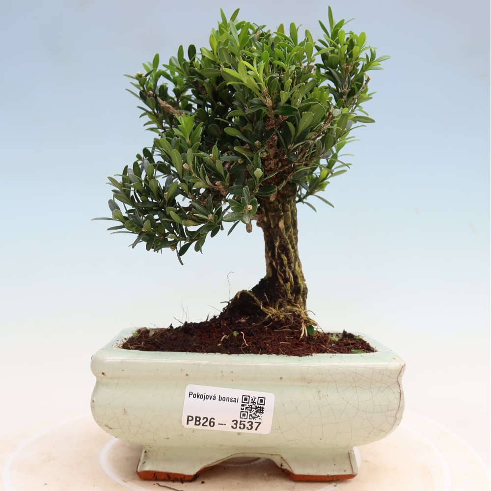Izbové bonsaje - Buxus harlandii - korkový buxus