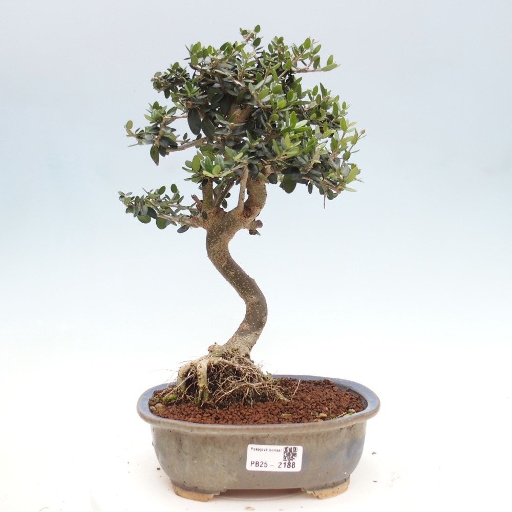 Izbová bonsai - Olea europaea sylvestris -Oliva evropská drobnolistá