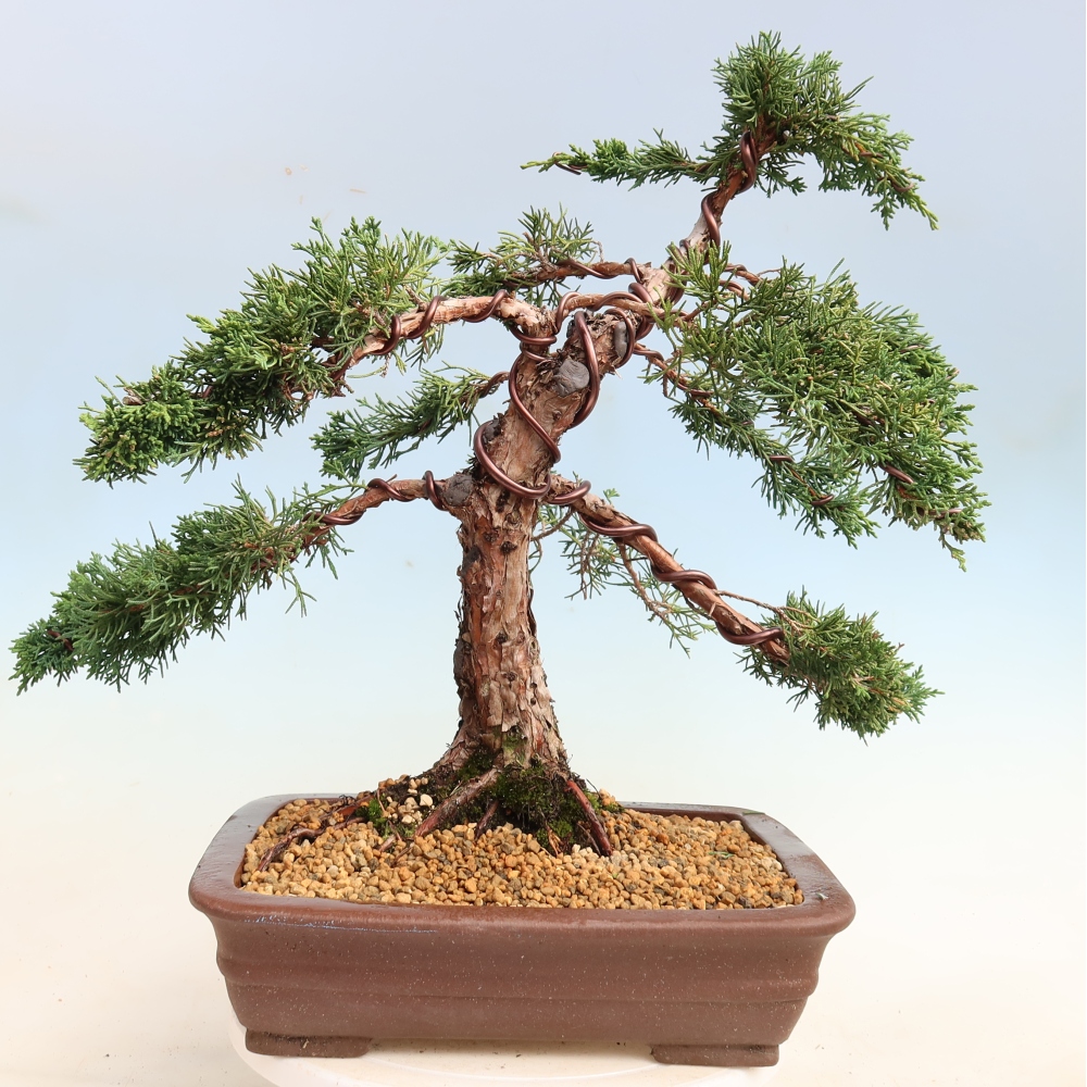Vonkajší bonsaj - Juniperus chinensis Kishu