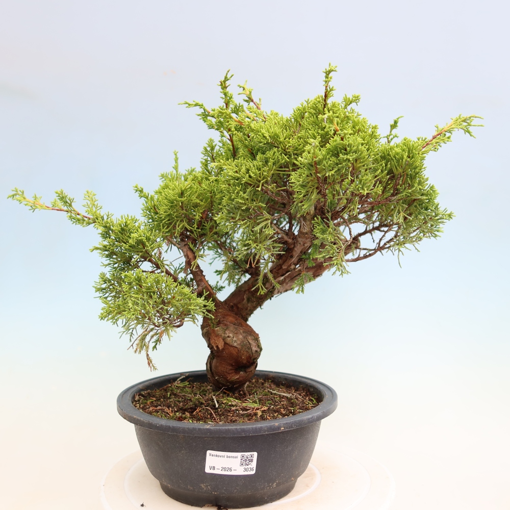 Vonkajší bonsai – Juniperus chinensis Itoigawa – čínsky jalovec