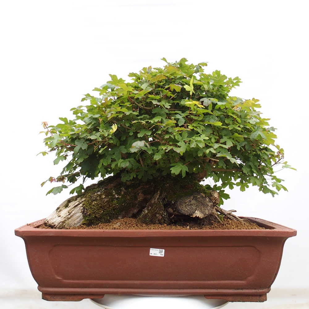 Vonkajší bonsai - Javor Francúzsky - Acer Nonspessulanum