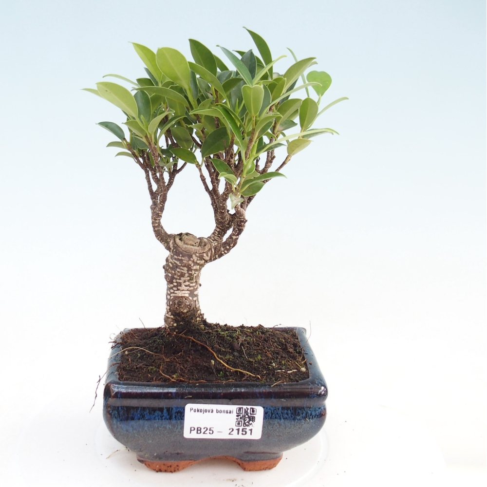Izbová bonsai - Malolistý fikus - Ficus kimmen