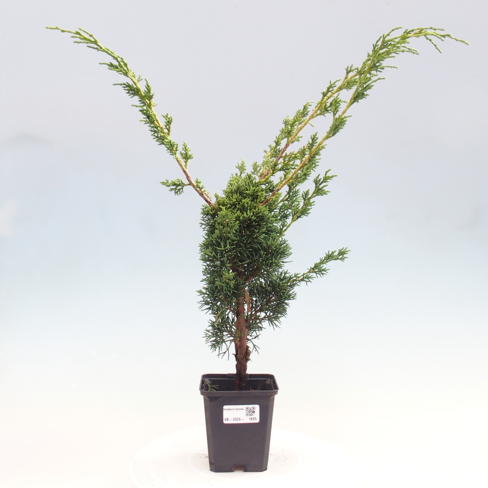 Vonkajší bonsaj - Juniperus chinensis Kishu