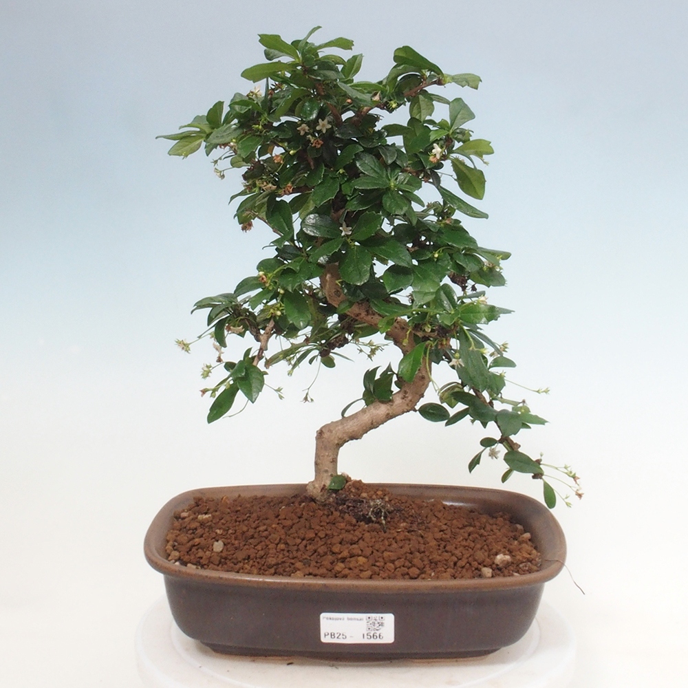 Izbová bonsai - Carmona macrophylla - Čaj fuki
