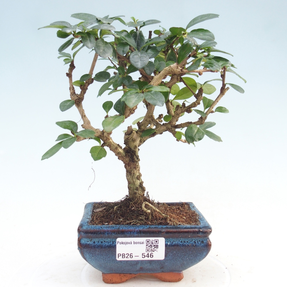 Izbová bonsai - Carmona macrophylla - Čaj fuki