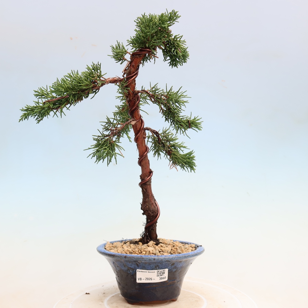 Vonkajší bonsaj - Juniperus chinensis Kishu