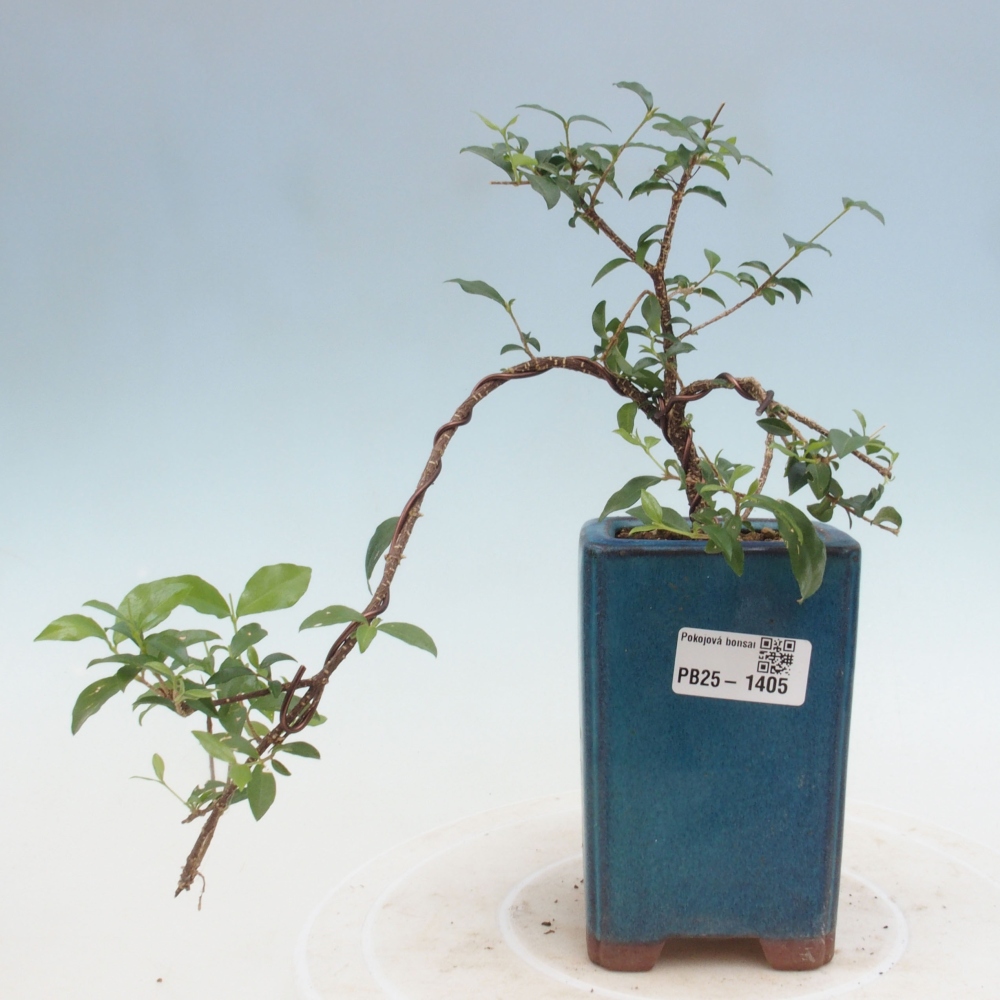 Izbová bonsai - Malpighia coccigera- Barbdorská čerešňa