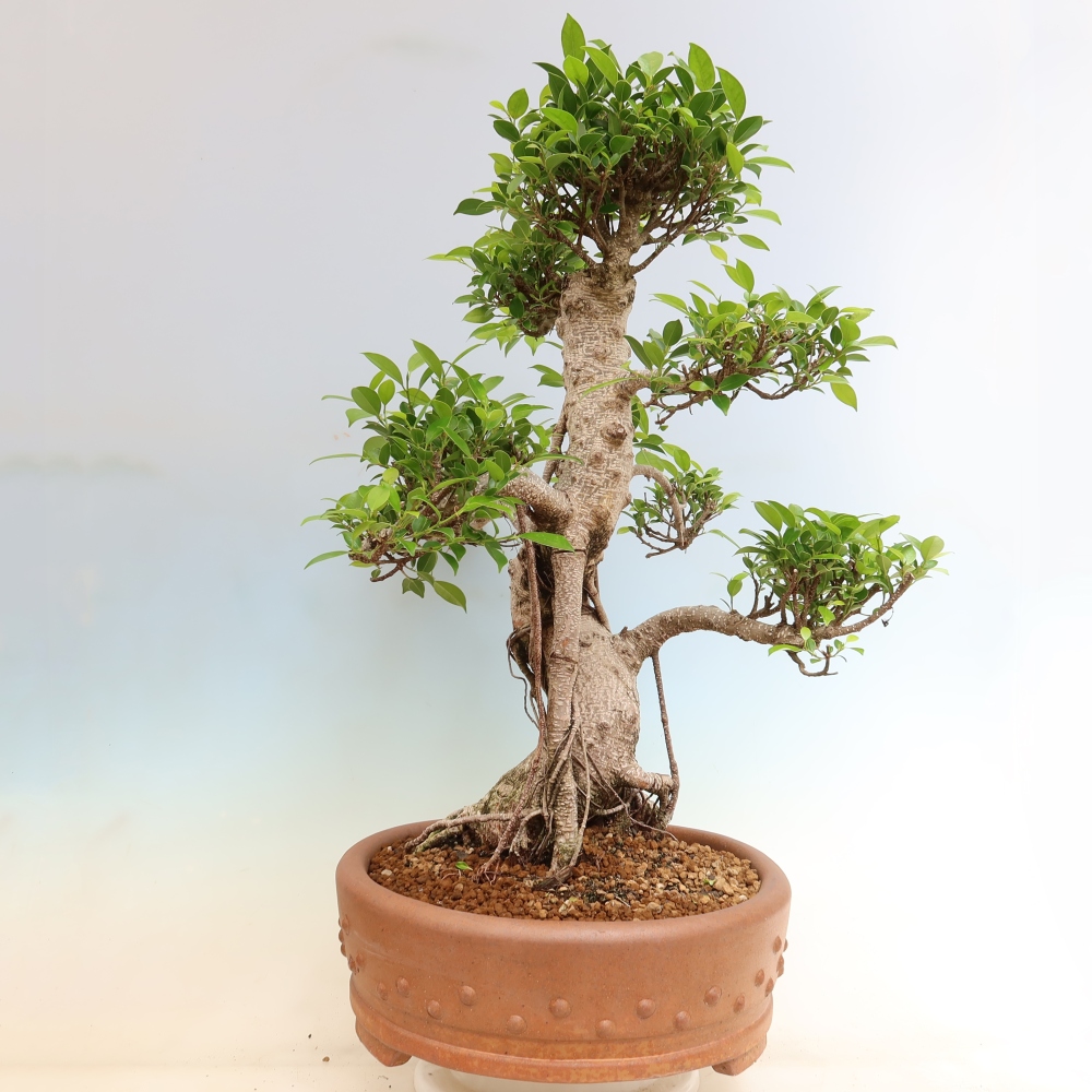 Izbové bonsaje - Ficus kimmen - drobnolistý fikus