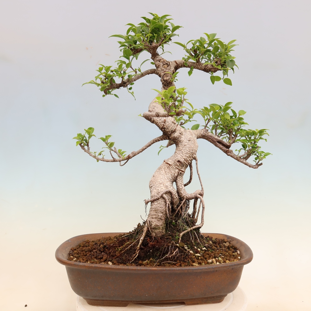 Izbové bonsaje - Ficus kimmen - drobnolistý fikus