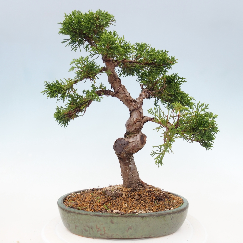 Vonkajší bonsai - Juniperus chinensis Itoigawa -Jalovec čínsky