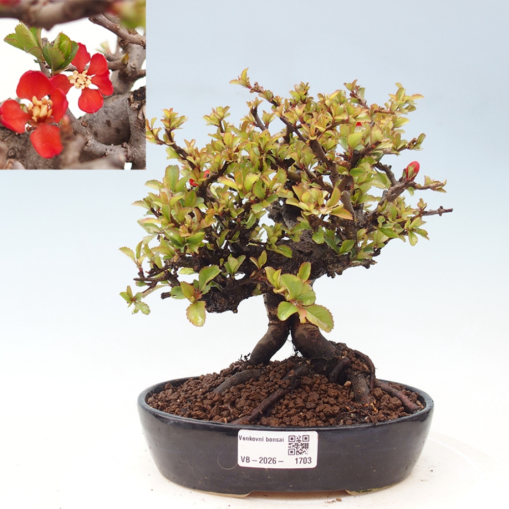 Vonkajšie bonsaje - Chaneomeles speciosa - Kdoule