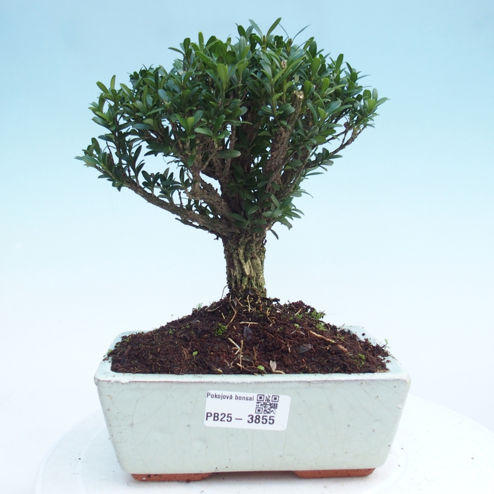 Izbové bonsaje - Buxus harlandii - korkový buxus